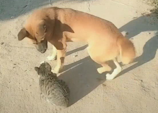 小伙巧遇猫跟狗,猫靠在狗的身旁,网民:气体中散发着恋爱的味道