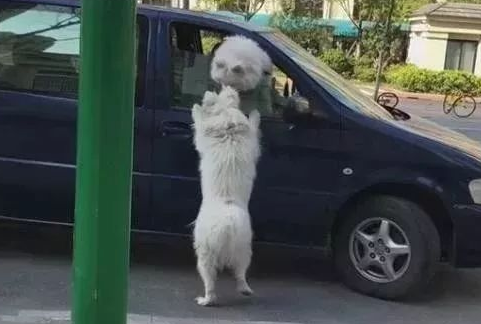 同狗不一样命,失踪萨摩耶每天街边彷徨等候主人,狗狗:主人你在哪里