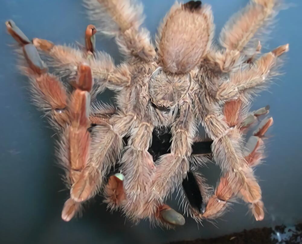 巴拿马黄金身份信息