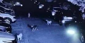 7只流浪狗凌晨闯进西安一小区，疯狂咬死9只流浪猫！