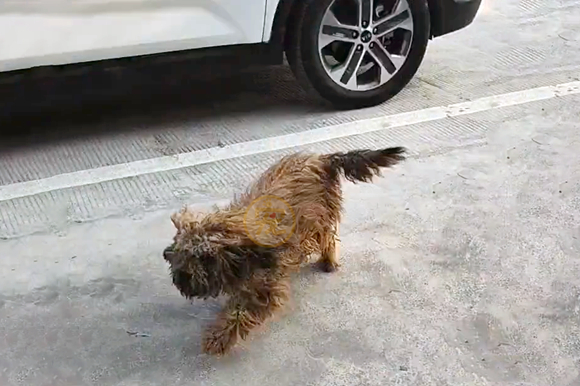 泪奔!走失半年的狗狗,路遇主人姐姐成功回家