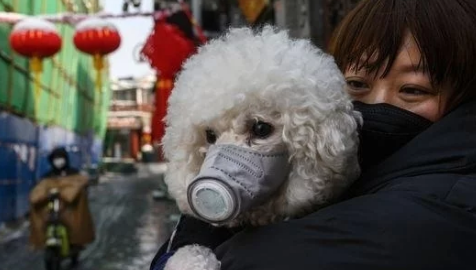 确诊感染新冠病毒的博美犬解除隔离回家,两天后死亡