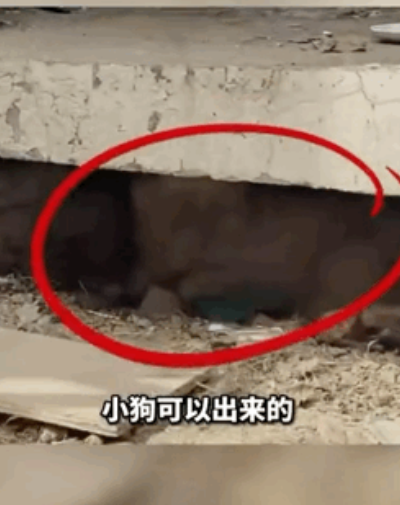 小女孩钻防护架救狗被困,哭着请求消防员:“叔叔,能不能先救狗狗?”