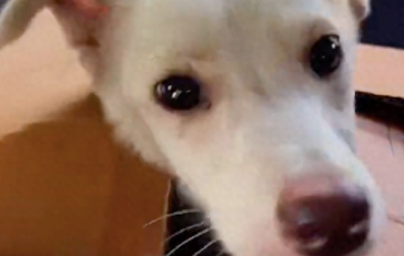 狗狗被砍伤无法站起，身上伤口触目惊心，求生欲让它躺着就吃起来