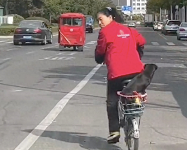 大姐骑自行车转弯时狗狗掉了下来,它立马追上去却不叫