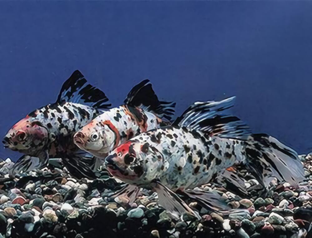 五花长尾草金鱼身份信息