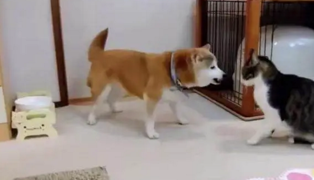 柴犬一直在挑逗喵星人,最后被拳打脚踢一顿立马靠墙待着不敢动