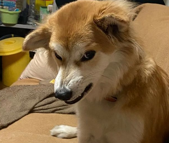 狗狗两次被遗弃,医生领养一年后,明白了原因