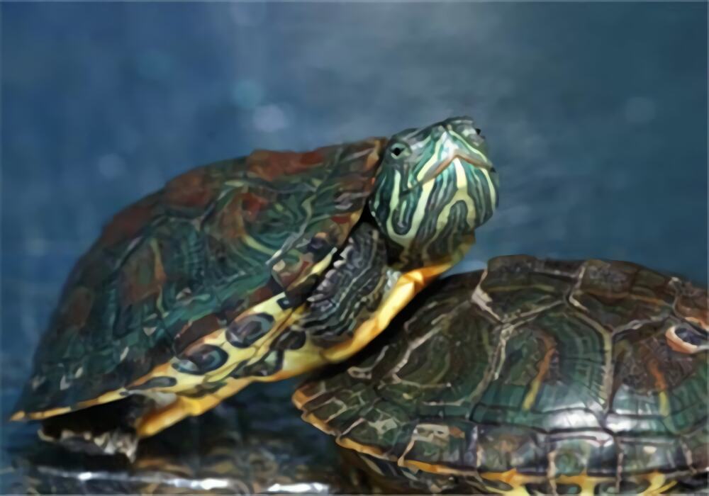 东部网目鸡龟身份信息