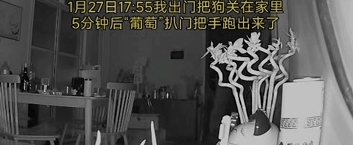 狗狗扒门偷偷跑出,被邻居带回家中虐杀抛尸