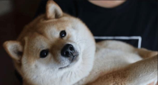 铲屎官抱着柴犬拍写真, 专门独家定制, 看来是真爱呀, 萌坏了