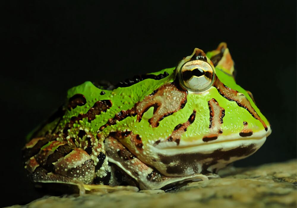 南美角蛙身份信息