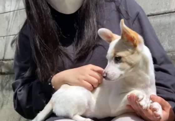 连续两次被弃养的狗狗,逐渐变得自卑