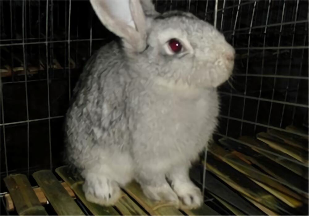 青紫蓝兔身份信息