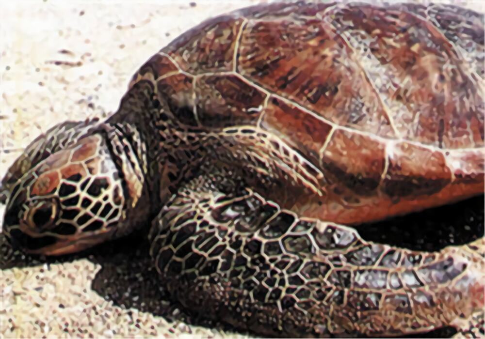 大西洋蠵龟身份信息