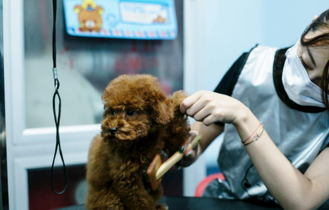 这些东西对狗来说是“克星”，看见都害怕