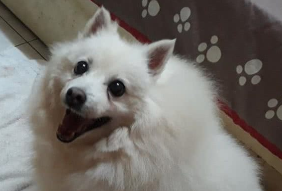被收养的银狐犬清晨狂吠唤醒主人,她睁眼后吓坏:感谢你们救了我