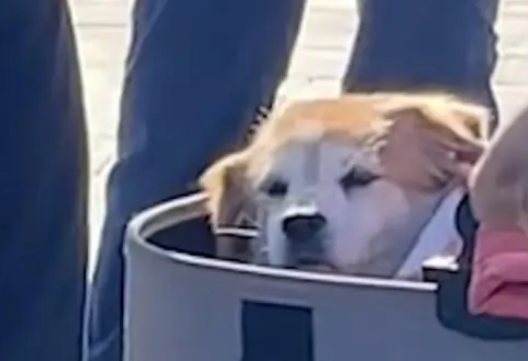 北京大姨带宠物狗进博物馆被拒发飙：它15岁了，必须进去看一眼！
