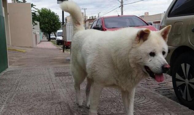 主人离世已三年,秋田犬依然在老地方等待