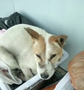 小狗掉入冰冷河中，主人撕心裂肺的呐喊着，而有人却这样讽刺她…