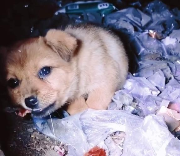 独自游荡在大街上的小奶狗，小男孩看见后放心不下