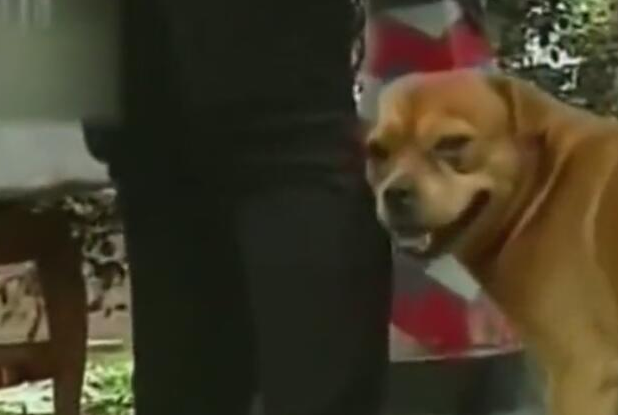 狗狗公交车站等主人一年,每日闻味道找主人,忠犬令人泪崩!