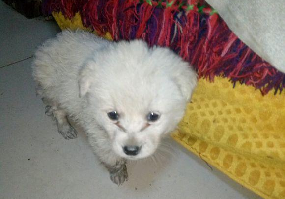 漂泊小奶狗溜进店内躲雨，被营业员拎出去后小家伙一脸委屈，辛酸