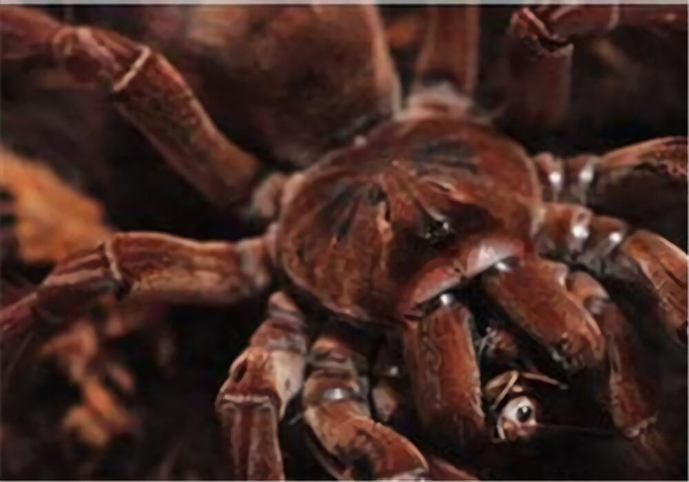 厄瓜多尔棕丝绒身份信息