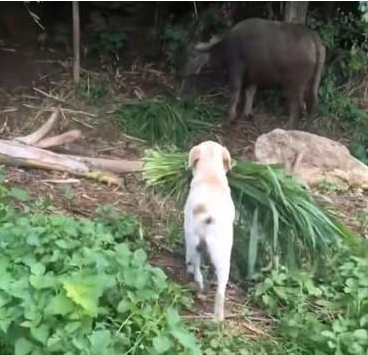 主人没时间去喂牛,狗狗就默默承担了任务,看到这幕主人被暖哭