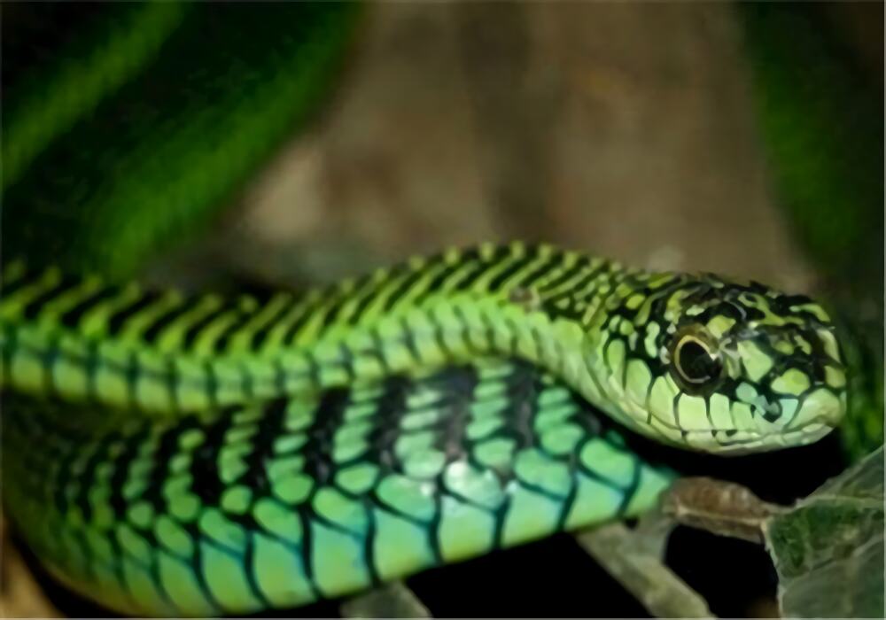 非洲树蛇身份信息