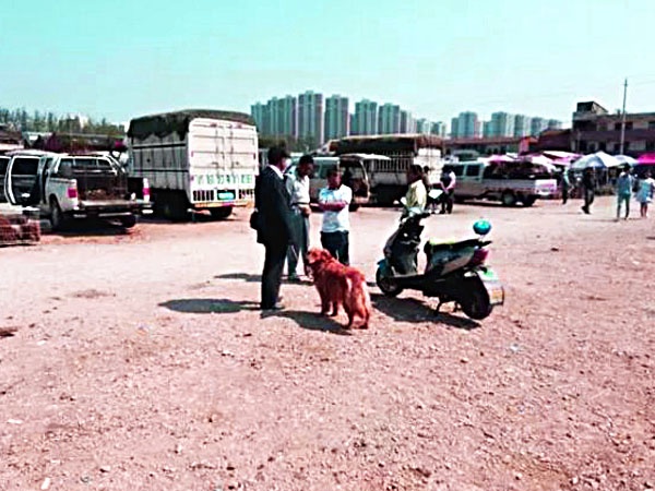 金毛犬卖300,都没人要,老人有些哽咽,但却遭到众人鄙视!