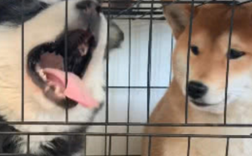 阿拉斯加在笼子里闹腾,柴犬一个举动让它瞬间老实,这是只狠狗!