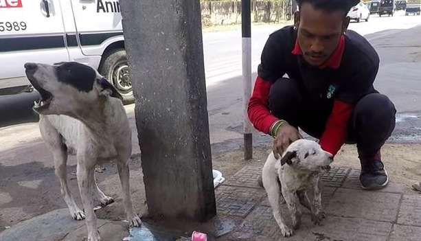 母犬当街求助,脚底平躺着一动不动的小奶狗