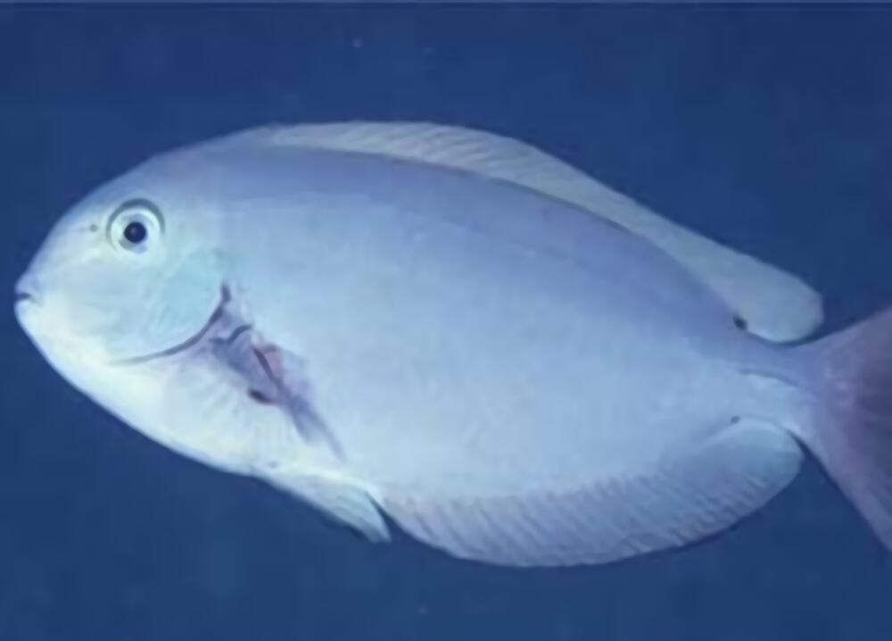 汤臣吊身份信息