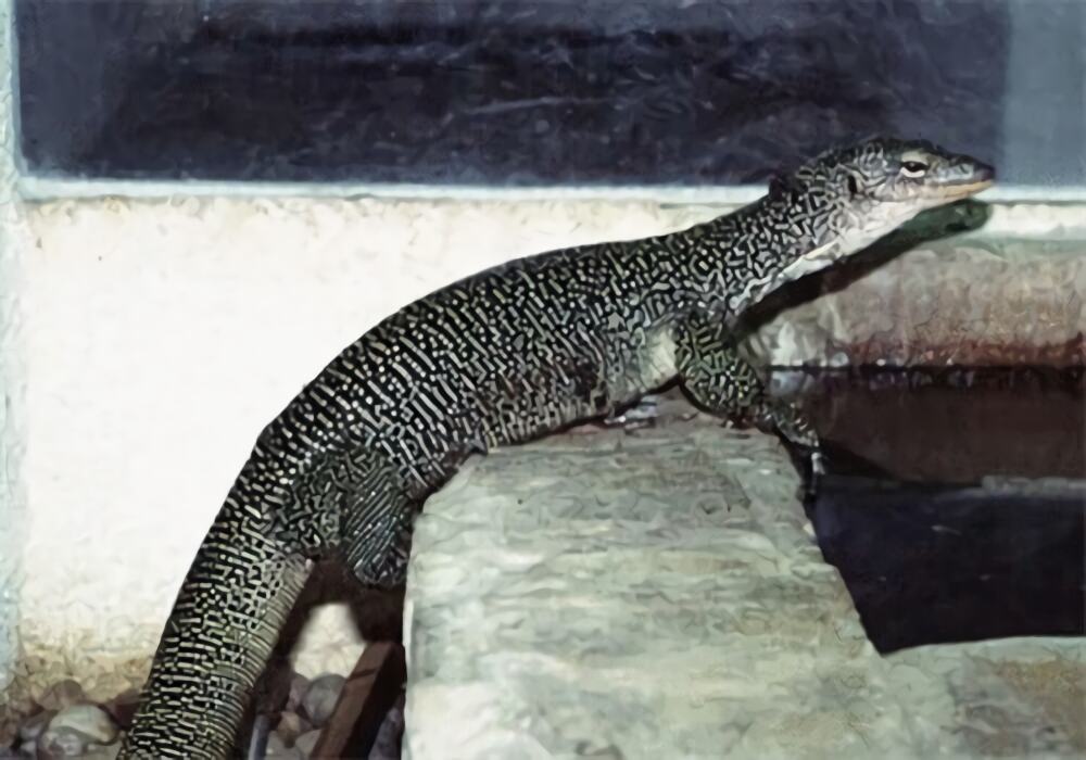 红树巨蜥身份信息