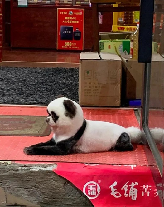 远看大熊猫,但凑近一看,才发现是只被染色的狗狗!