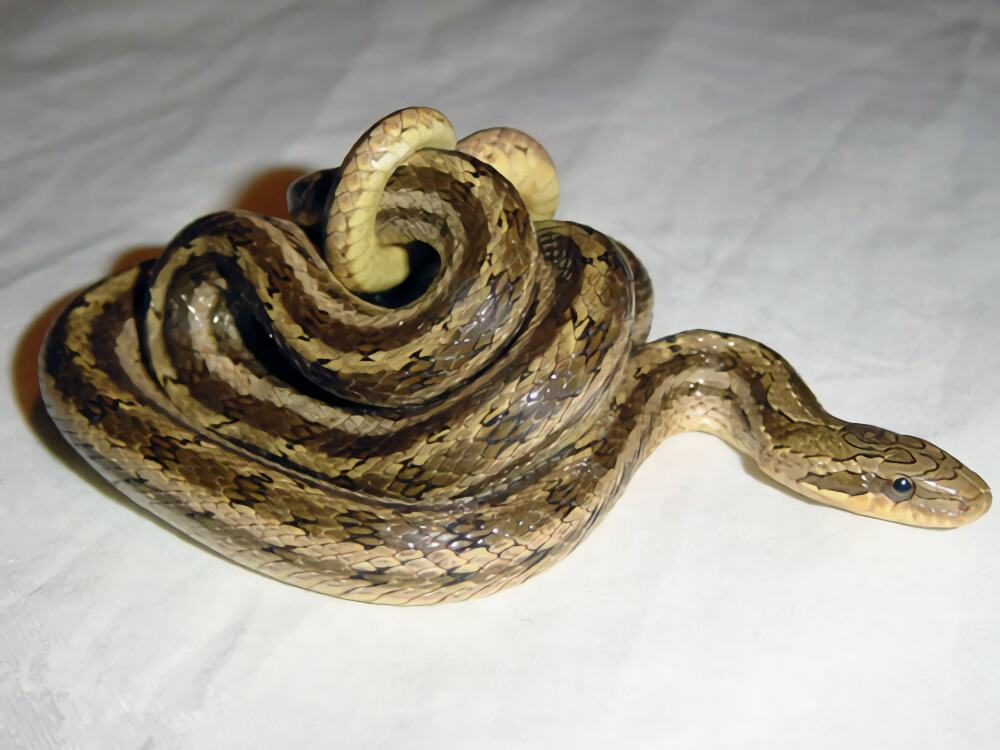 白条锦蛇身份信息