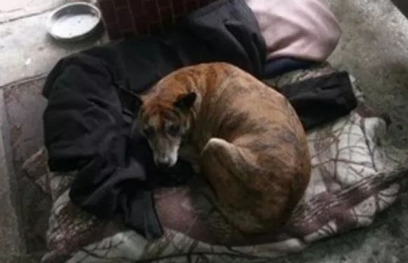 忠心虎斑犬被遗弃四年,从未离开过原地,被领养也不忘旧主人