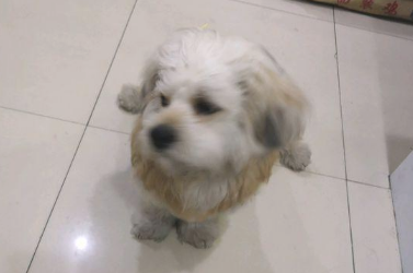 女生顺手把自己狗子丢在马路边，随后又对小家伙说：你“随意”了