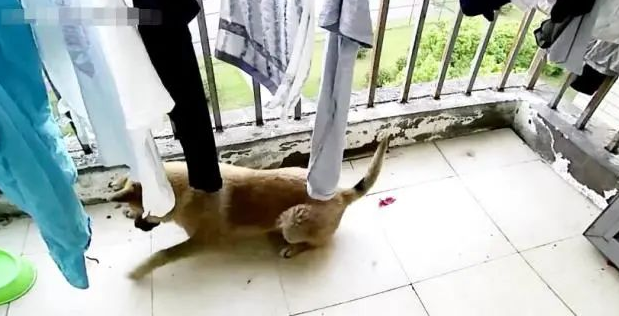狗狗忽然瘸了,主人查询监管,出现一身虚汗!