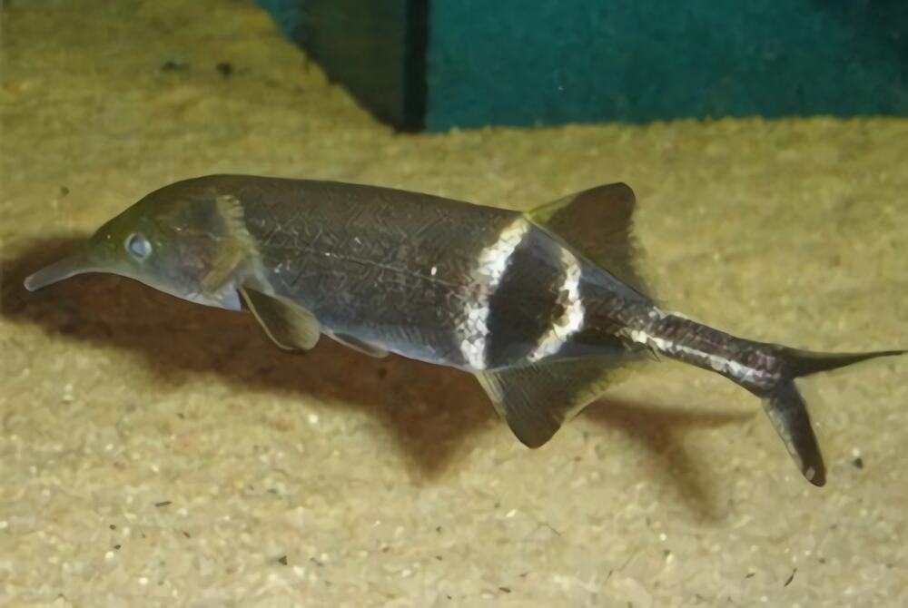 象鼻鱼身份信息