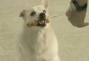 男子将食物送给了狗狗后，结果发生了许多让他意想不到的事情……