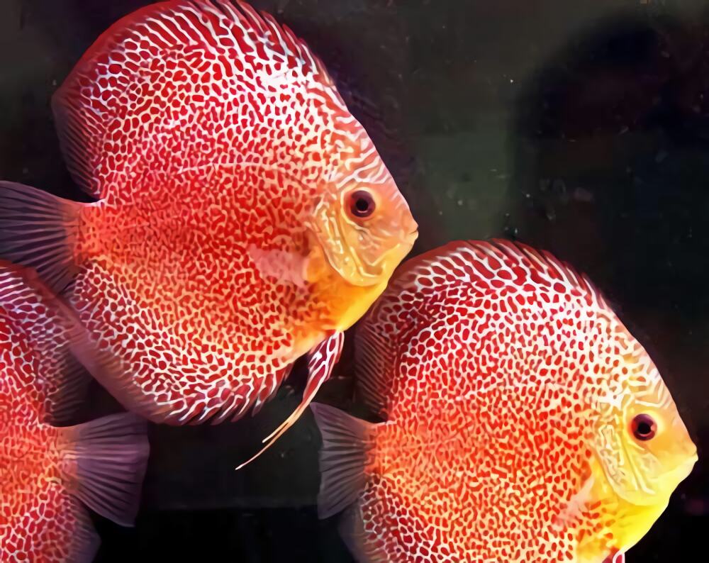 七彩神仙鱼身份信息