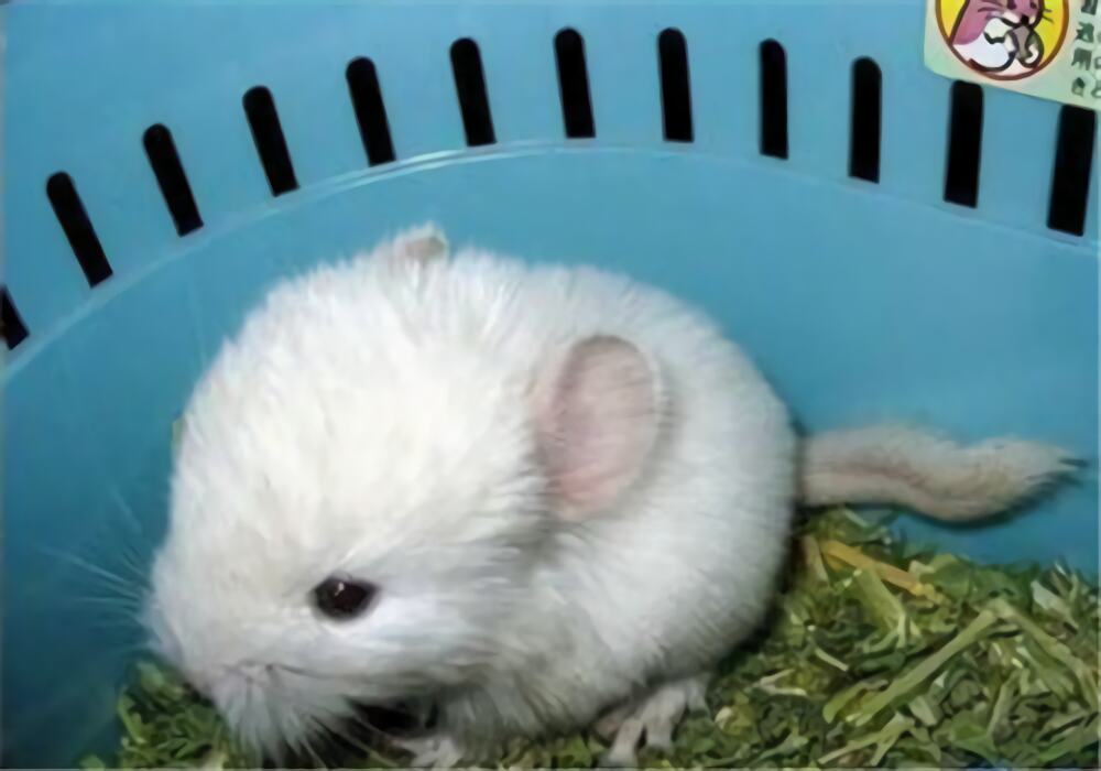 纯白龙猫身份信息