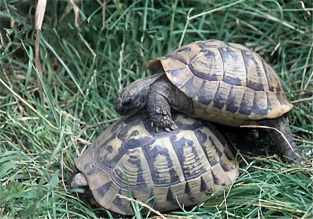 西部赫曼陆龟身份信息