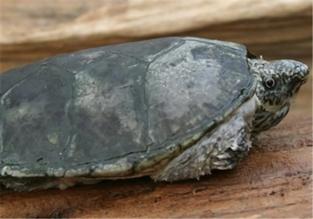 平背麝香龟身份信息