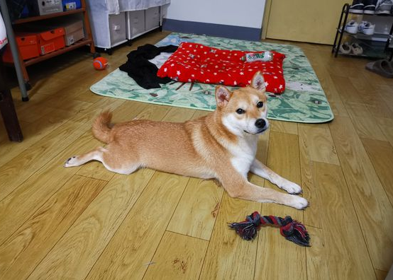 柴犬醒来发觉主人家家里,它非要闹着出来,結果把它“打包”了