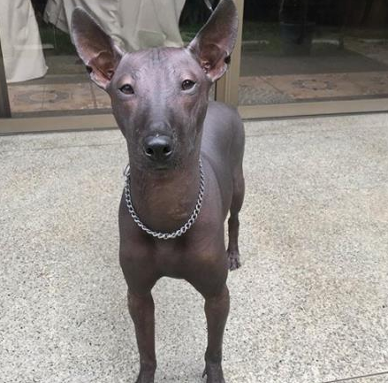 一只乌黑的无毛犬,被误认为是一件艺术品雕像,网友:傻傻分不清