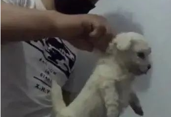 男主角一只手捏紧狗狗的皮,捉起来抖起来,狗狗被吓直了!