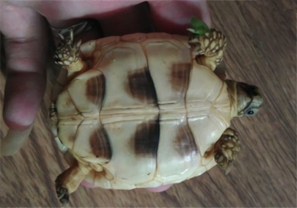 缘翘陆龟身份信息